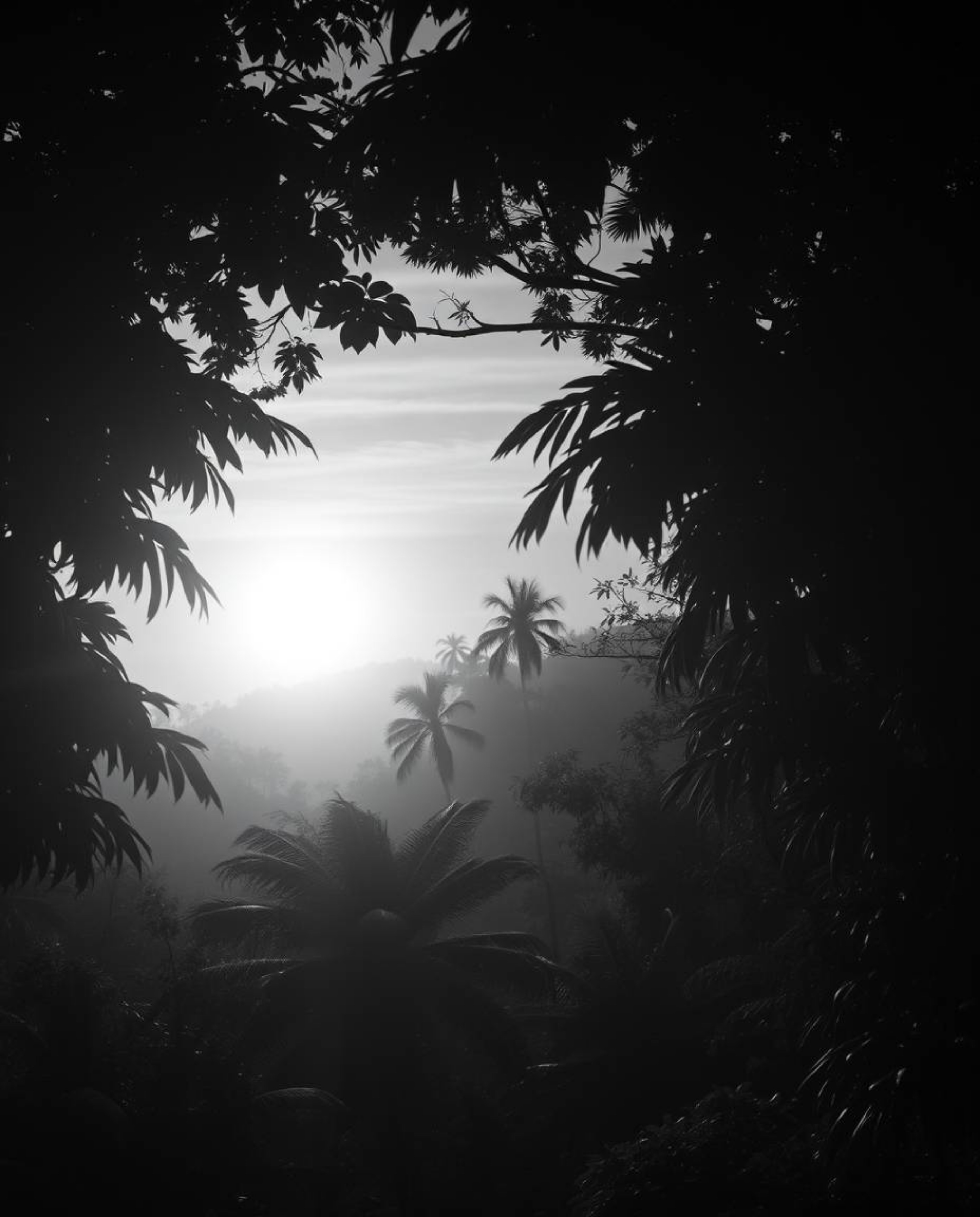 Classic black and white dreamlike surreal imagery depicts a sunset as seen through a dense jungle canopy. This piece evokes a