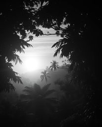 Classic black and white dreamlike surreal imagery depicts a sunset as seen through a dense jungle canopy. This piece evokes a