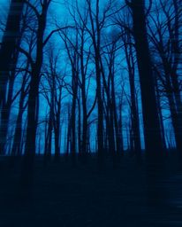 This captivating photograph depicts an eerie forest scene disrupted by a digital glitch effect. The image creates a surreal c