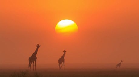 Experience the serene beauty of an African savanna sunset, featuring silhouetted giraffes against a backdrop of thick fog. Th