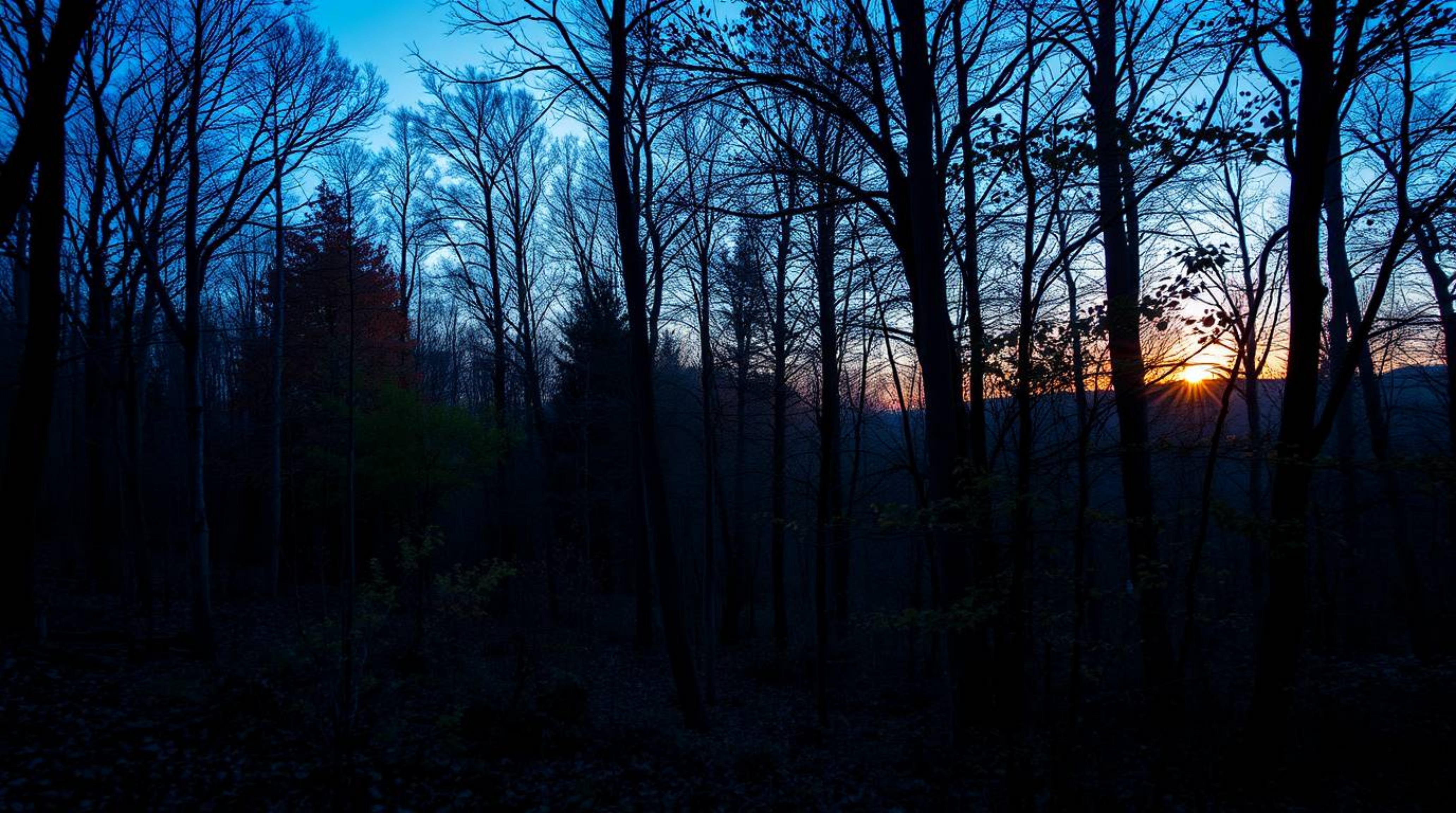 Experience the serene beauty of an autumn forest bathed in the golden light of sunset.  Cool-toned blues, greens, and purples