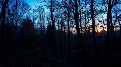 Experience the serene beauty of an autumn forest bathed in the golden light of sunset.  Cool-toned blues, greens, and purples