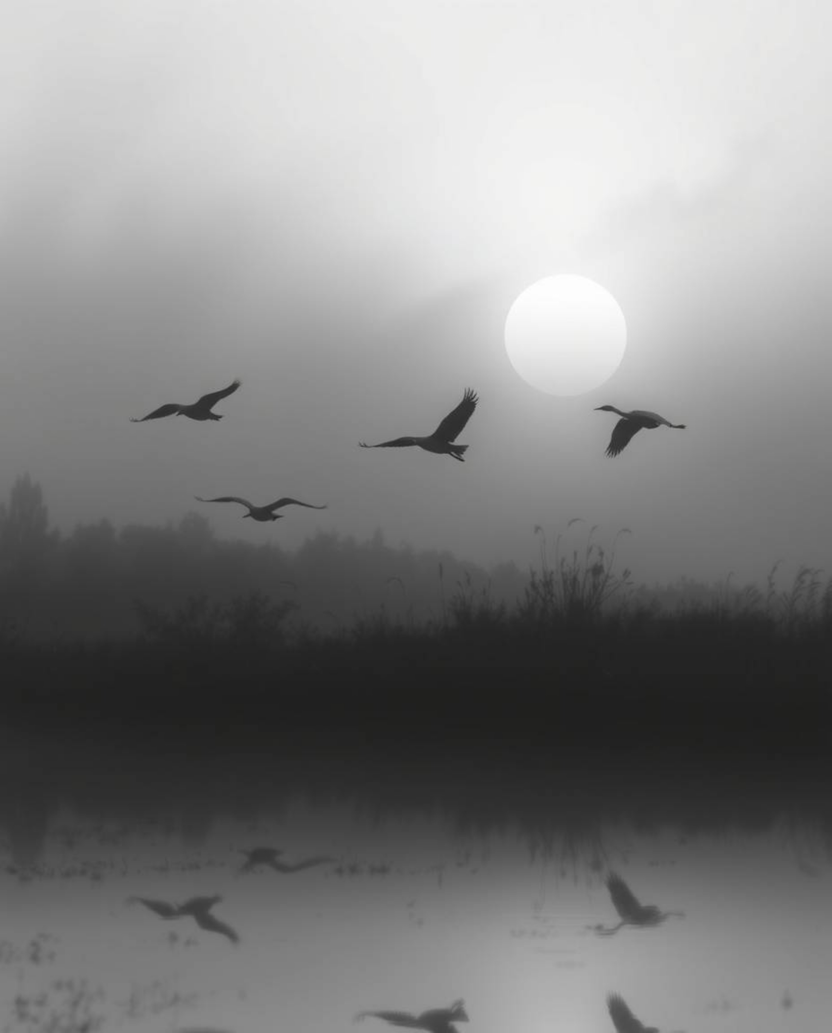 A classic black and white image depicting a golden hour scene in the wetlands with herons in flight. The composition is chara