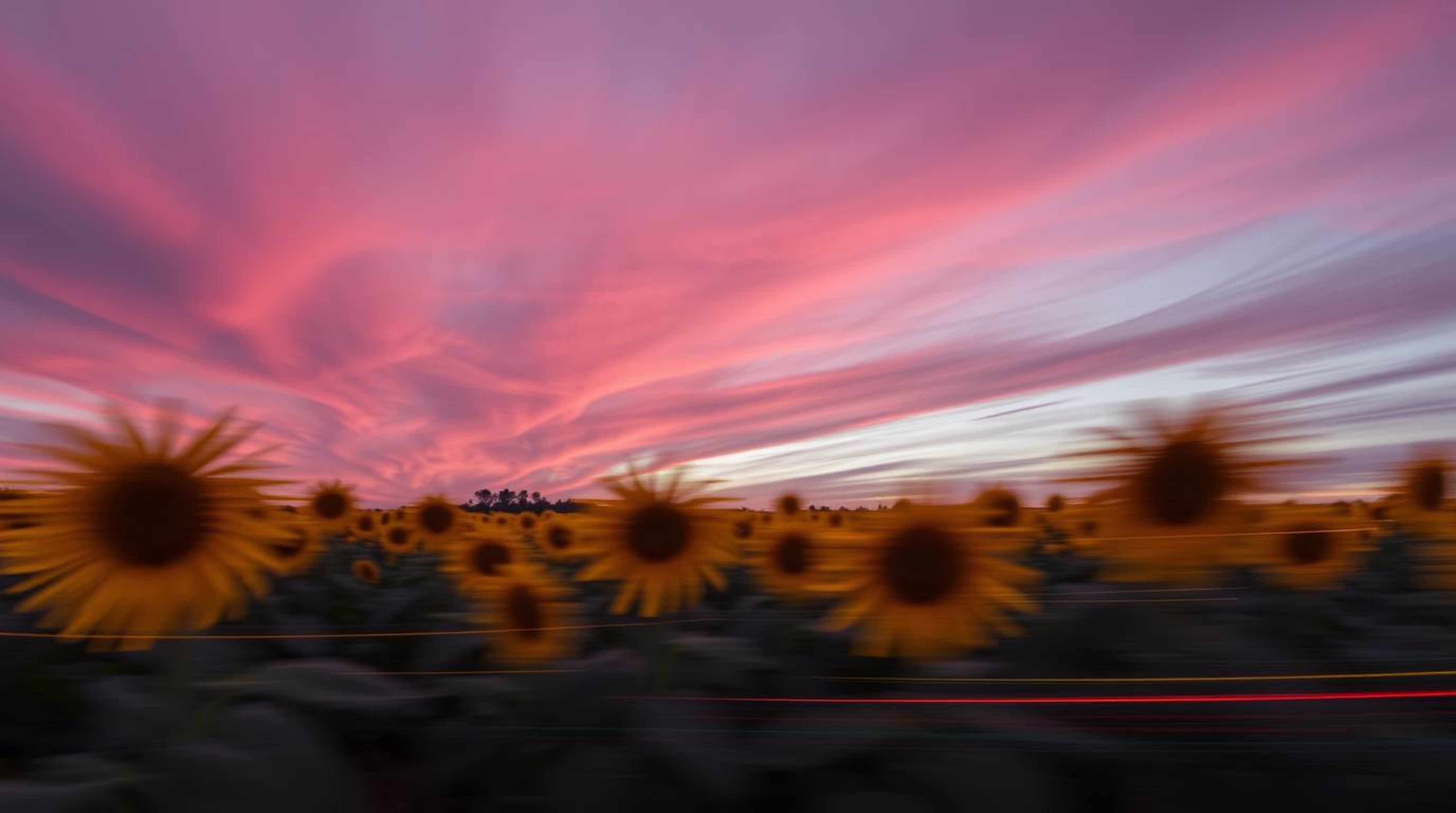 Capture the beauty of a sunflower field bathed under a dramatic red and purple sky with this long exposure photograph. Experi