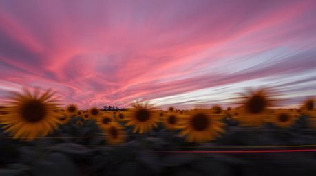 Capture the beauty of a sunflower field bathed under a dramatic red and purple sky with this long exposure photograph. Experi
