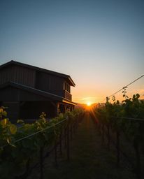 This precise architectural photograph captures an adorable and cute vineyard at sunset. Utilizing a wide-angle perspective, t