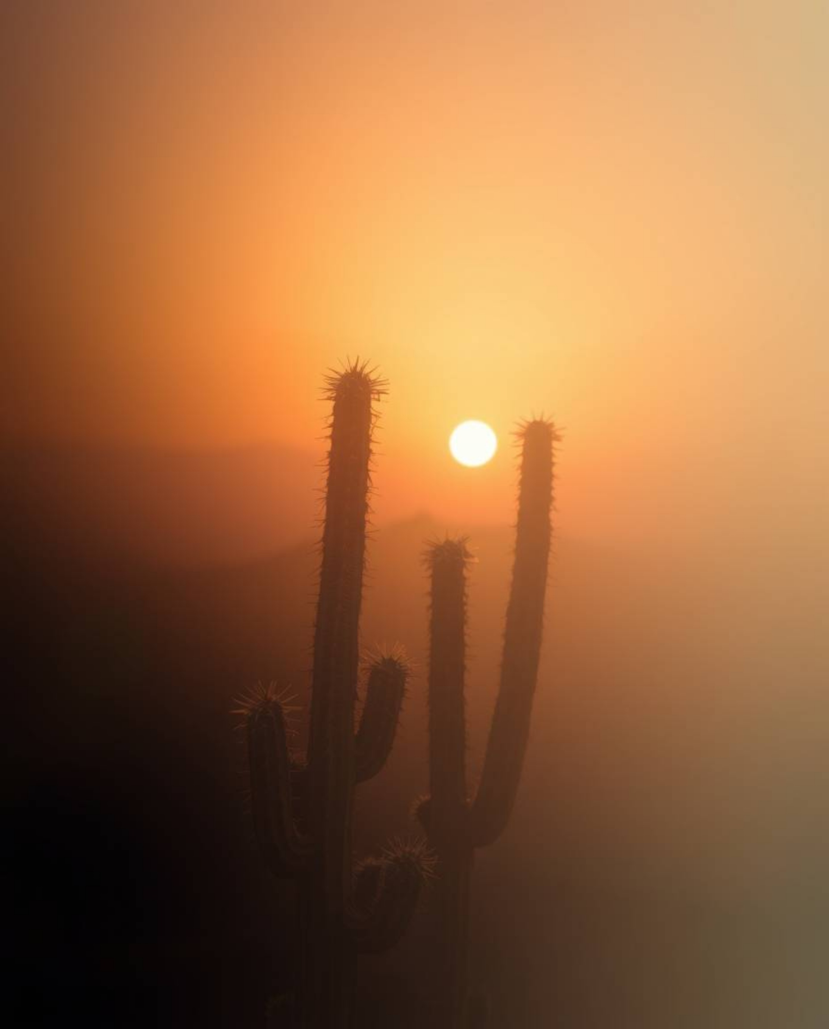 A soft, dreamy atmosphere envelops a desert cactus glowing in the sunset. The scene is characterized by a smooth gradient col