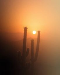 A soft, dreamy atmosphere envelops a desert cactus glowing in the sunset. The scene is characterized by a smooth gradient col