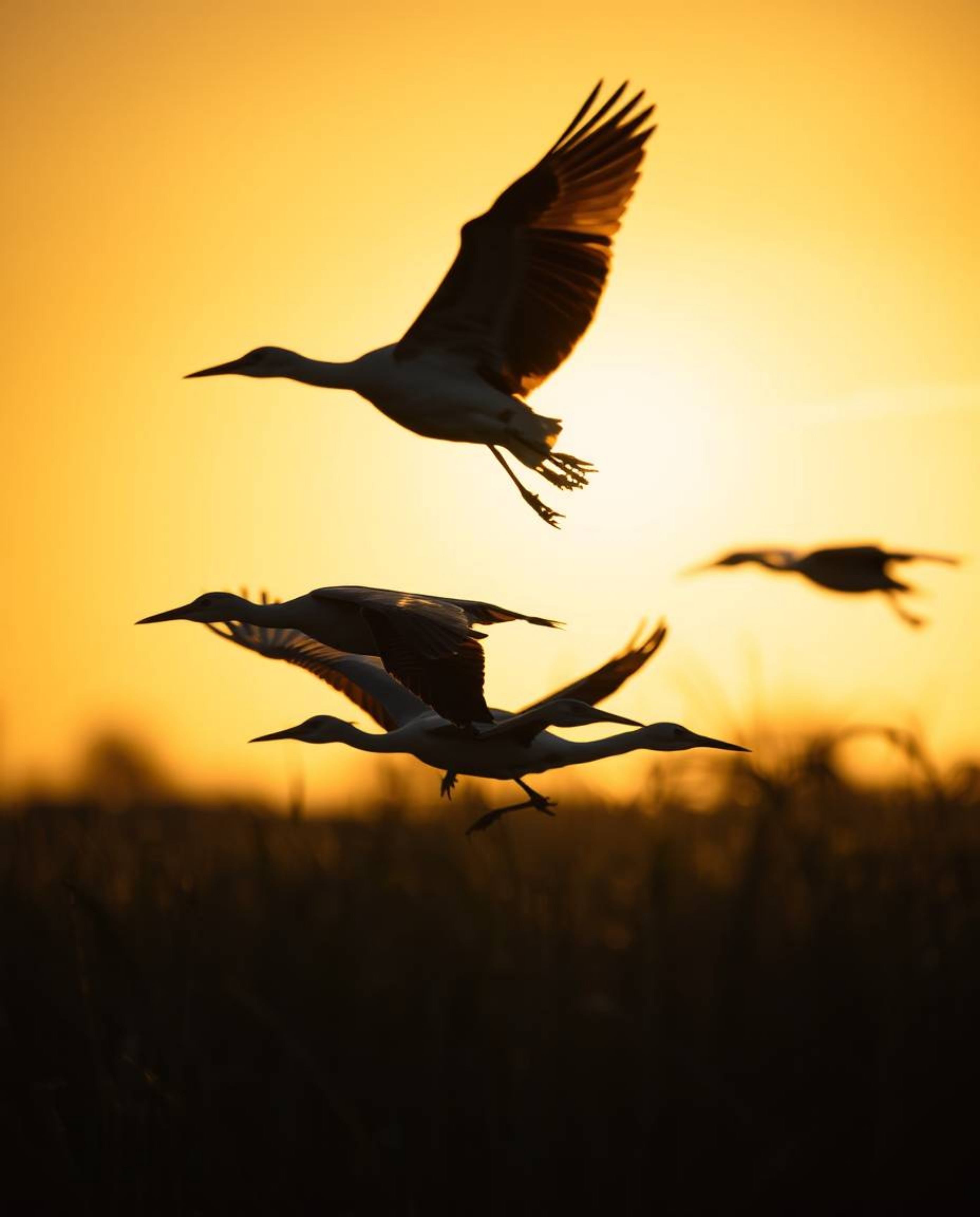 An extreme macro close-up of herons flying during Golden hour in the wetlands. This image employs dramatic chiaroscuro lighti