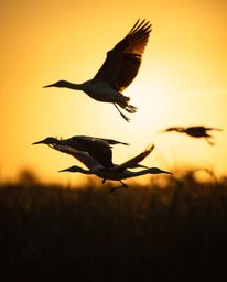 An extreme macro close-up of herons flying during Golden hour in the wetlands. This image employs dramatic chiaroscuro lighti