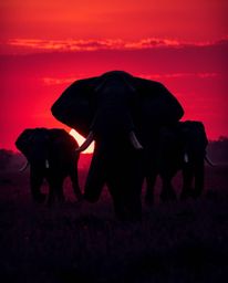 A low-angle perspective, rich burgundy and deep blue tones, creating an elegant and sophisticated image of elephants walking 