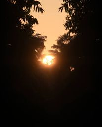 A photograph captures a sunset viewed through a dense jungle canopy. The artist utilizes strong, hard light to craft a soft, 