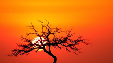 A captivating image of a lone tree silhouetted against a vibrant fiery sunset.  The warm color palette of reds, oranges, and 