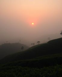 A cinematic photograph of a sunset over terraced tea plantations, featuring soft focus and a hazy background. The low contras