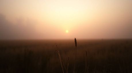 Capture the serene beauty of a sunset over a quiet meadow, where natural earth tones blend seamlessly with a thick, foggy amb