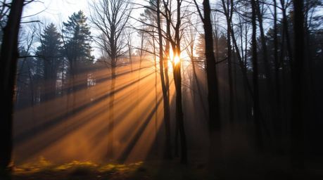 Capture the ethereal beauty of a golden hour forest scene with long exposure photography.  Visible light beams pierce through