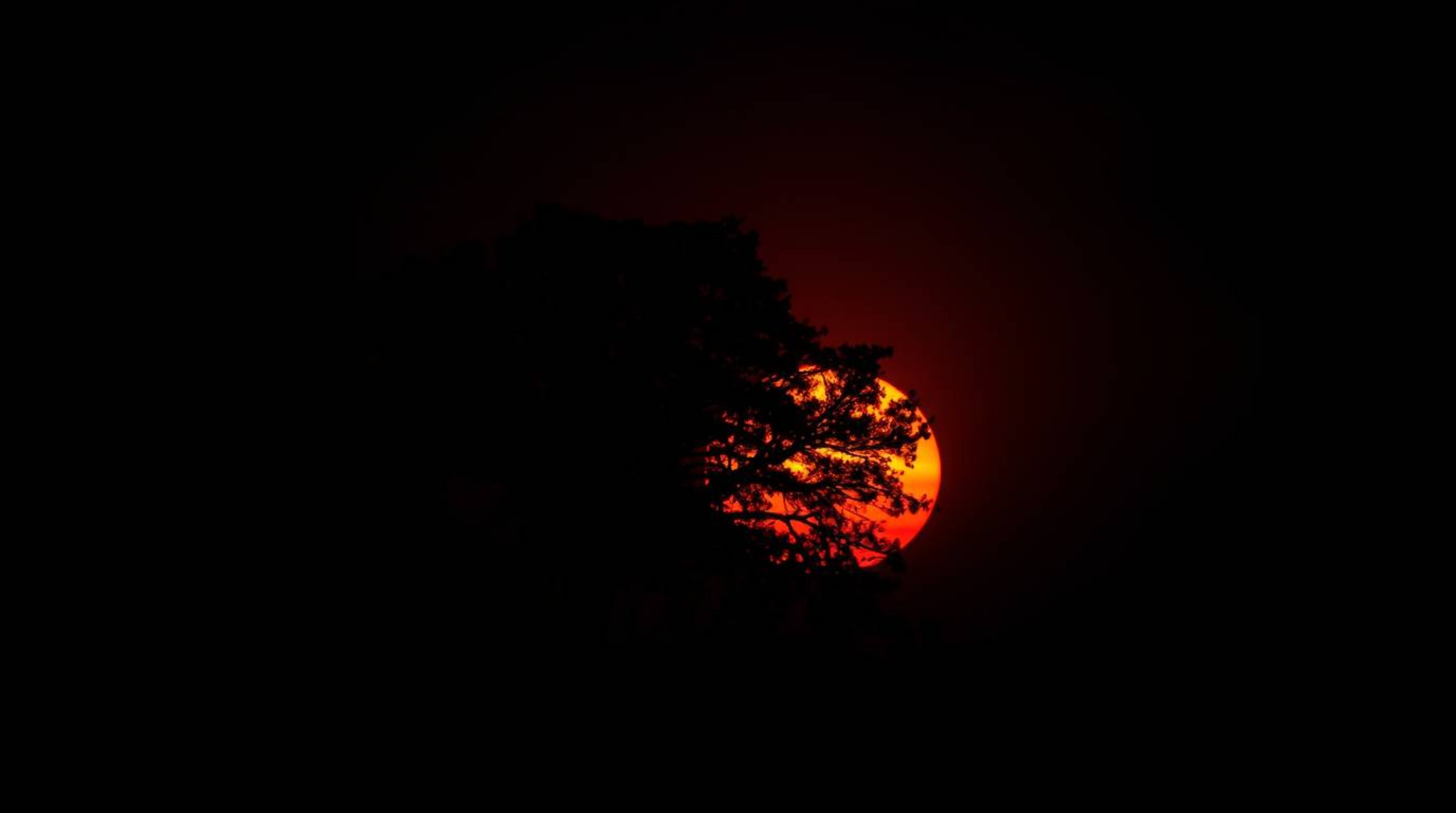 Experience the dramatic contrast of a lone tree silhouetted against a fiery sunset, rendered in intense jet black and deep sh