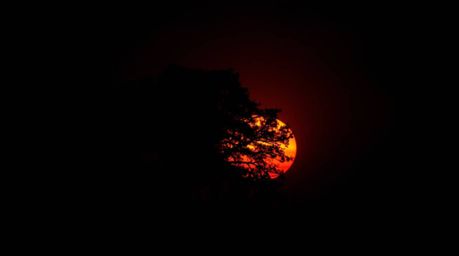 Experience the dramatic contrast of a lone tree silhouetted against a fiery sunset, rendered in intense jet black and deep sh