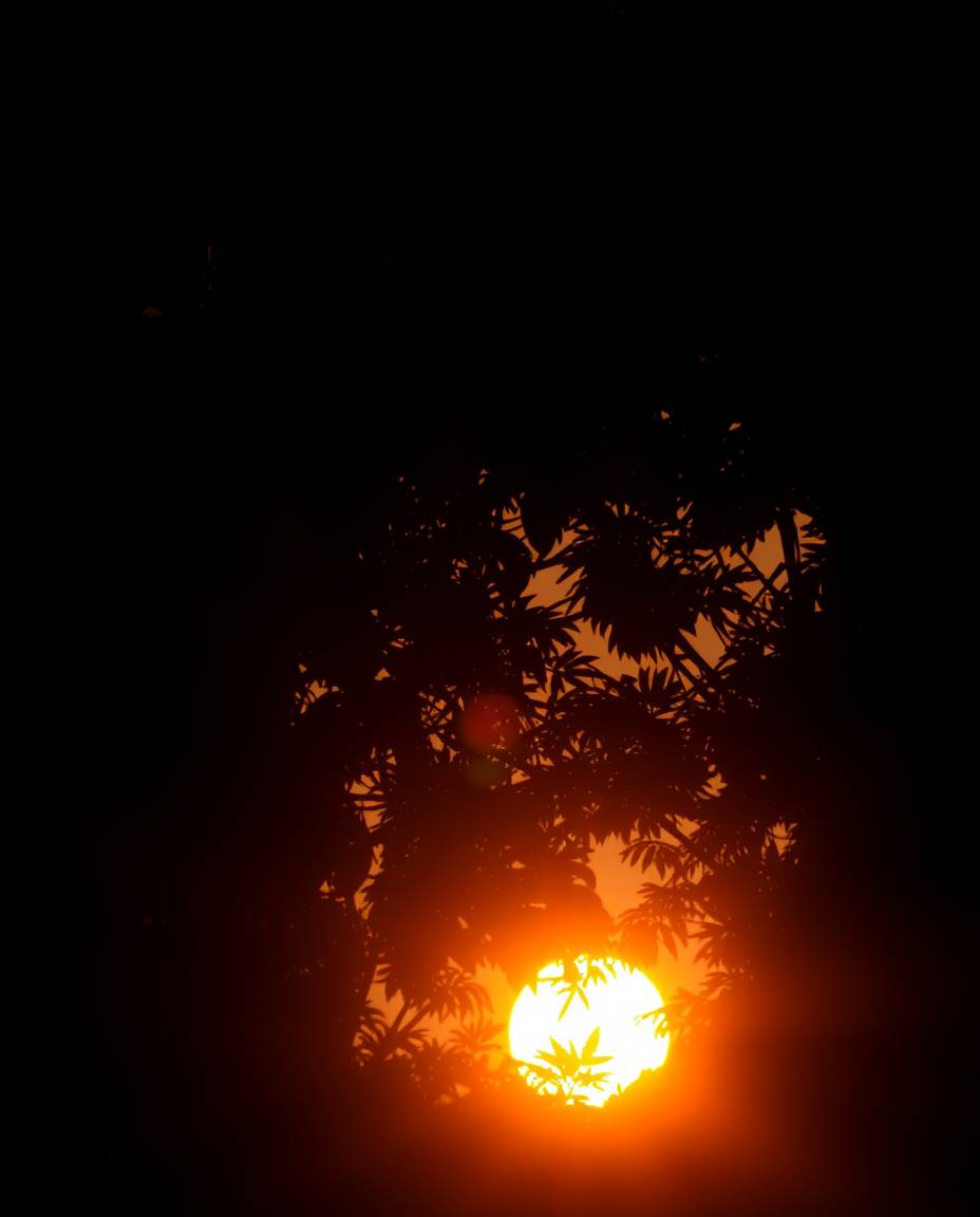 An intense close-up shot that captures the moment a sunset filters through a dense jungle canopy. This piece is rendered in p