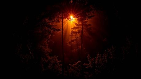A captivating high-angle photograph captures the ethereal beauty of sunset light filtering through a dense forest. The moody,
