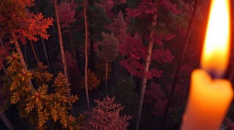 Experience the vibrant energy of a dense forest at sunset, captured from a high-angle perspective with stunning complementary