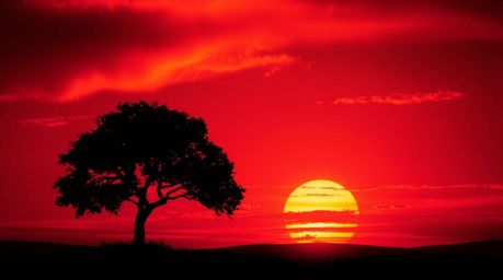 A charming illustration of a lone tree silhouetted against a vibrant, fiery sunset.  The adorable and cute style features pla