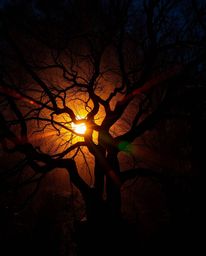A bird's-eye view, creative light art photograph depicting a sunset behind an old oak tree with twisted branches. The image s