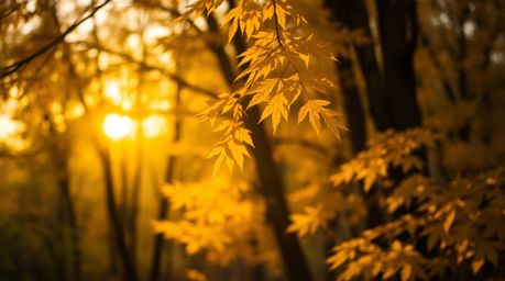 Experience the serene beauty of an autumn forest bathed in the golden light of sunset. This captivating image features sharp 