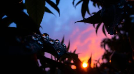 Experience the breathtaking beauty of a bioluminescent sunset reflected in raindrops clinging to lush leaves. This low angle 