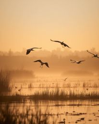 A soft cinematic photograph of herons flying during the golden hour in the wetlands. This image is characterized by its low c