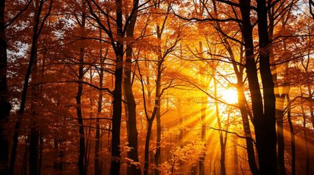 A stunning architectural photograph captures the beauty of an autumn forest bathed in the golden light of sunset.  Precise co