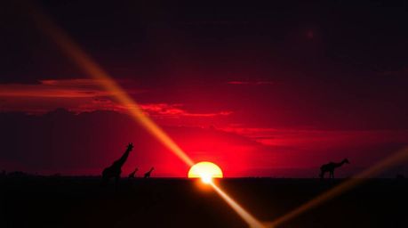 A captivating image showcasing a sunset over a savanna, featuring silhouetted giraffes against a vibrant sky.  The scene is i