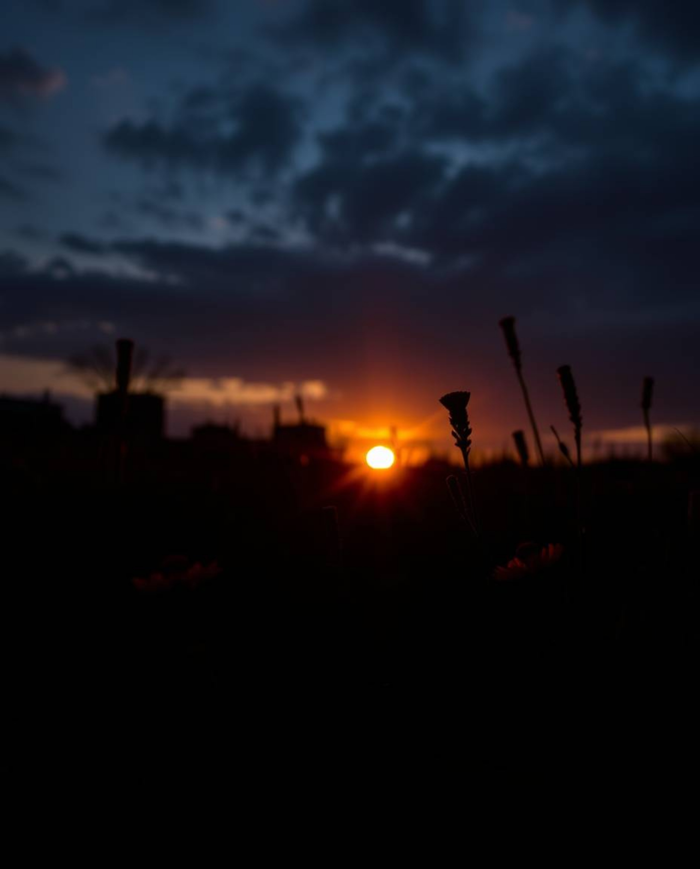 A high-contrast, low-key close-up shot capturing a dramatic spring sunset over a wildflower meadow. This image is defined by 