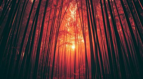 Explore the captivating beauty of a bamboo forest illuminated by the warm hues of a setting sun, rendered in stunning infrare