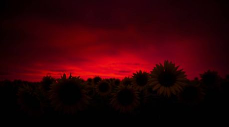 Experience the breathtaking beauty of a sunflower field bathed in the dramatic light of a deep red and purple sunset. This hi