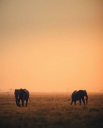 This photograph captures elephants walking across a field at sunset, enveloped in a soft cinematic haze. The use of soft focu