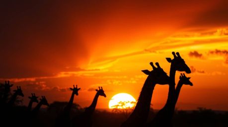 Capture the breathtaking beauty of a savanna sunset with silhouetted giraffes in stunning detail through precise architectura