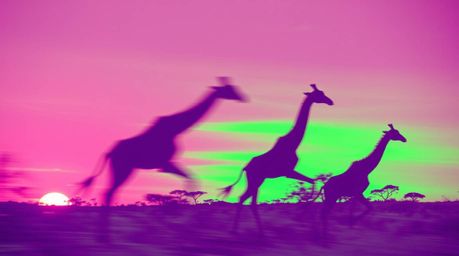 Explore a captivating scene featuring surreal infrared tones and dynamic motion, showcasing the sunset savanna silhouette of 