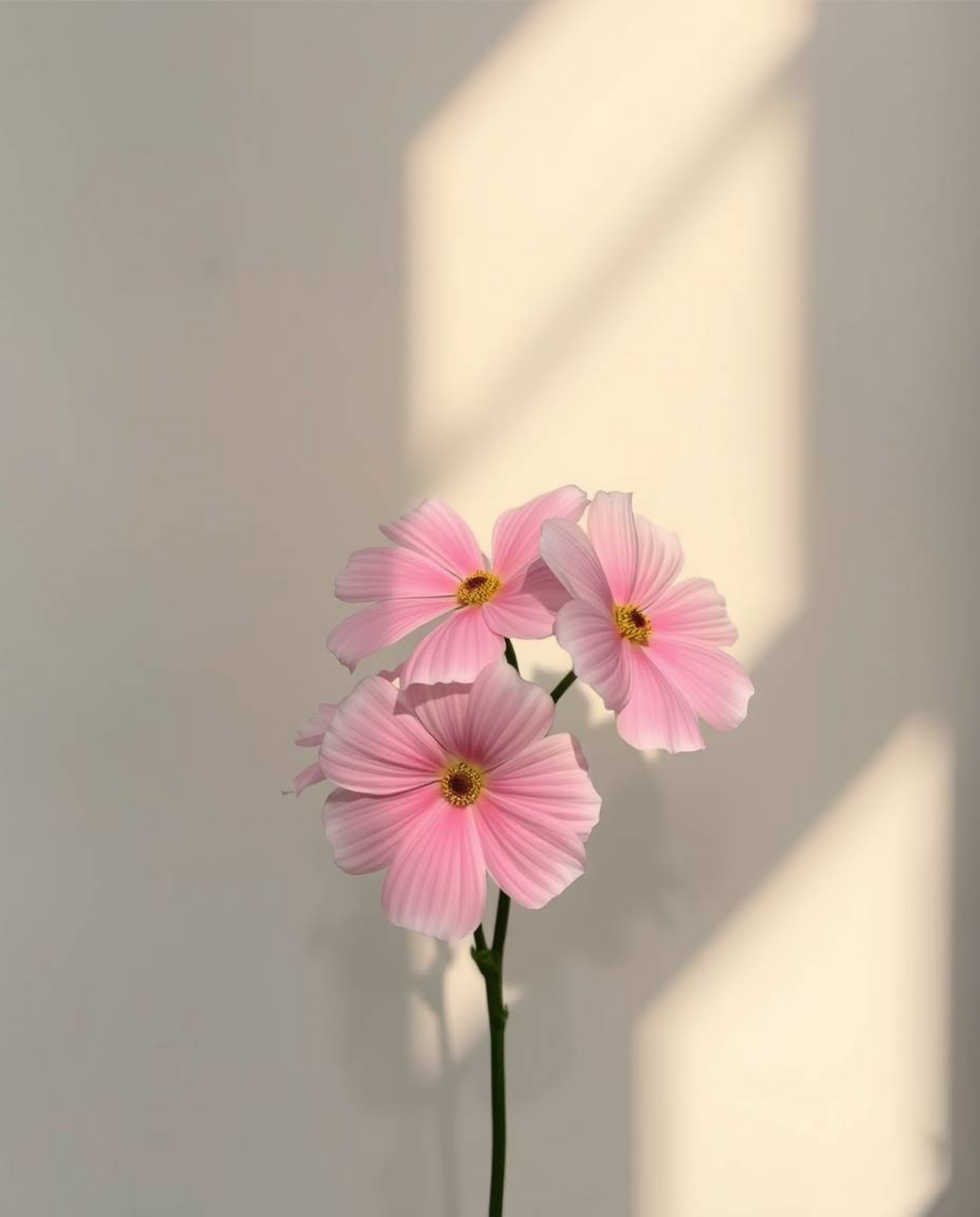 Gentle soft light illuminates distinct split flowers blooming amidst bold areas and diffused shadows. The scene may evoke a p