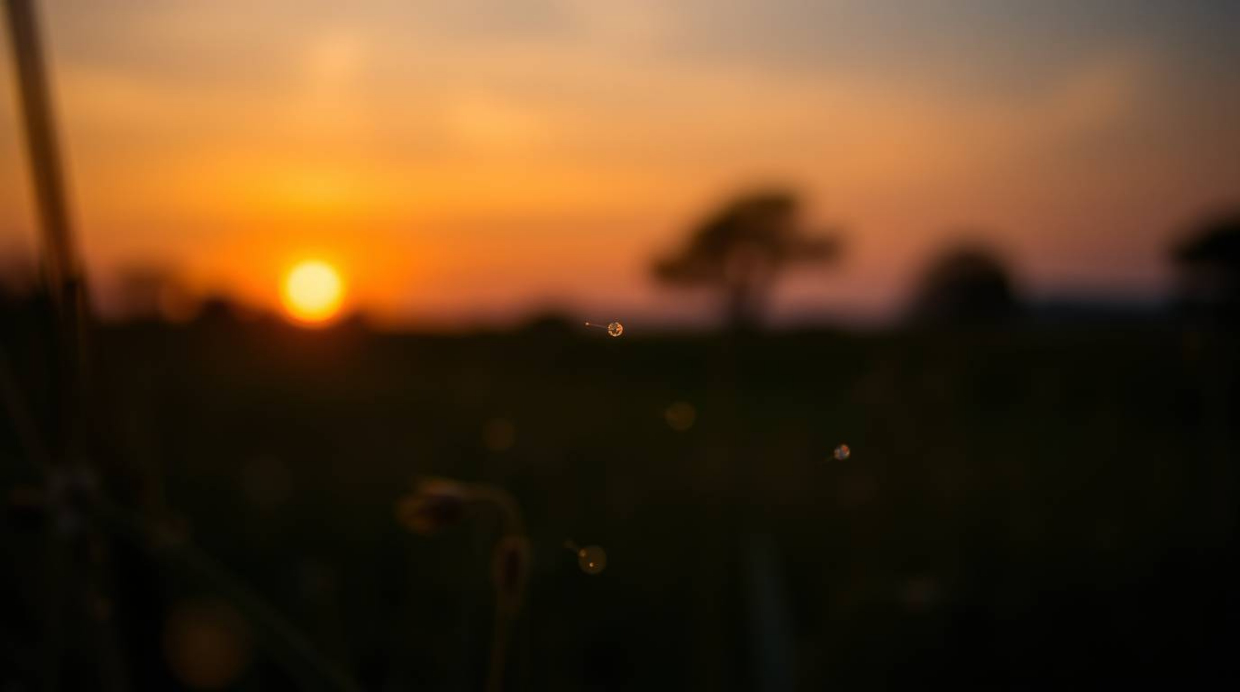 Capture the magic of a sunset over a quiet meadow with fireflies using extreme macro close-up techniques. This image evokes a