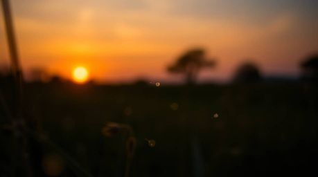Capture the magic of a sunset over a quiet meadow with fireflies using extreme macro close-up techniques. This image evokes a