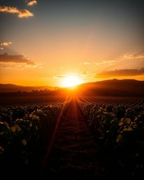 This is an epic and grand scene depicting a sunset over a vineyard on a massive scale. Incorporating modern, futuristic, and 
