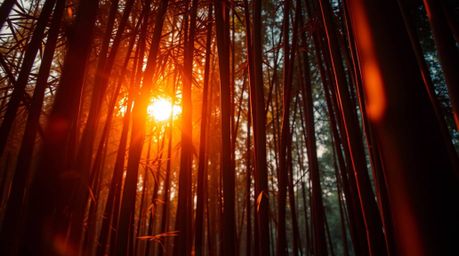 Explore a surreal and dreamlike bamboo forest bathed in the warm glow of a sunset, captured in extreme macro close-up. This p