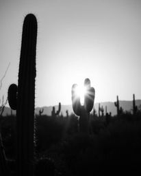 A high-resolution black and white stock photo of a desert cactus glowing in the last rays of the sun. This commercial-quality