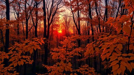 Experience the breathtaking beauty of an autumn forest at sunset.  Golden leaves stand out sharply against a rich background,