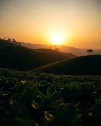 This is a dramatic close-up, high-contrast image capturing a sunset over terraced tea plantations. The scene is defined by st