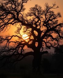 A high-resolution stock photo captures a mystic and enchanting sunset behind a twisted oak tree. Gentle color contrasts evoke