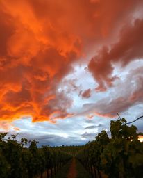 An intense and dramatic sunset unfolds over a vineyard, captured from a powerful low-angle perspective. The scene is filled w