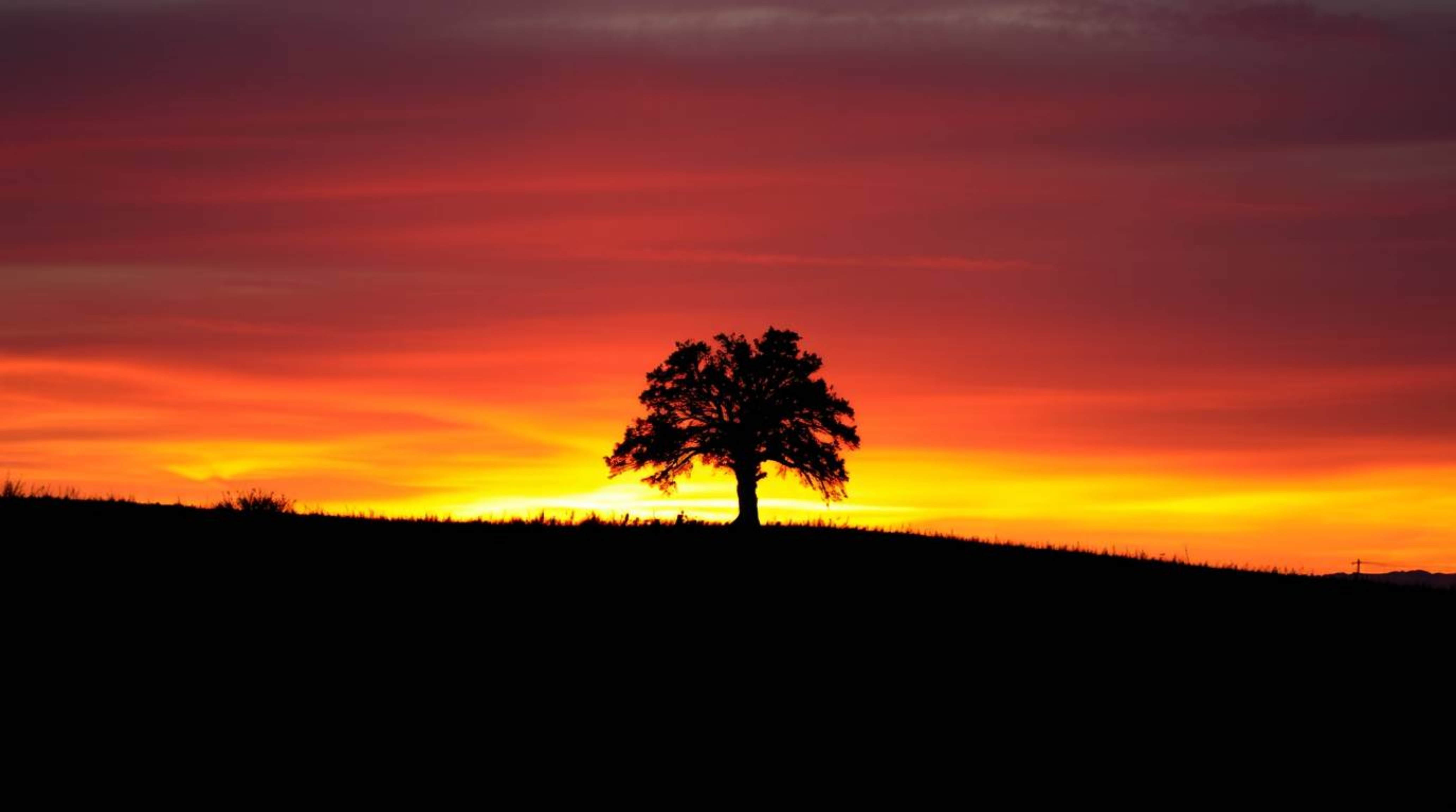 Experience the beauty of a lone tree silhouetted against a vibrant, fiery sunset on a hill. This stunning landscape captures 