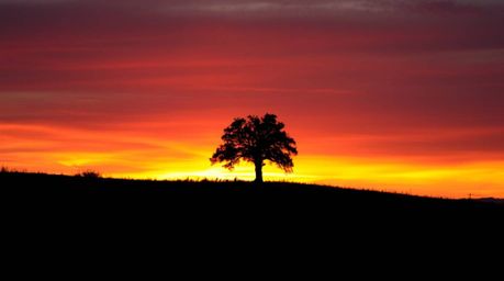 Experience the beauty of a lone tree silhouetted against a vibrant, fiery sunset on a hill. This stunning landscape captures 